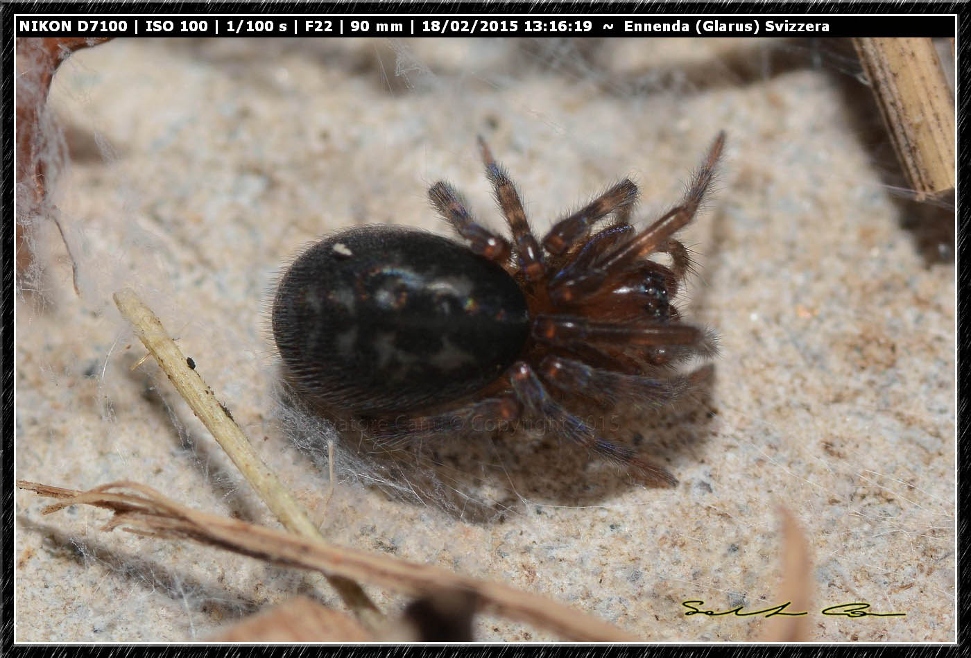 Giovane Amaurobius sp. - Ennenda (Glarus), Svizzera